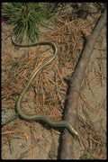 175032 Eastern Grass Lizard A4 Photo Print
