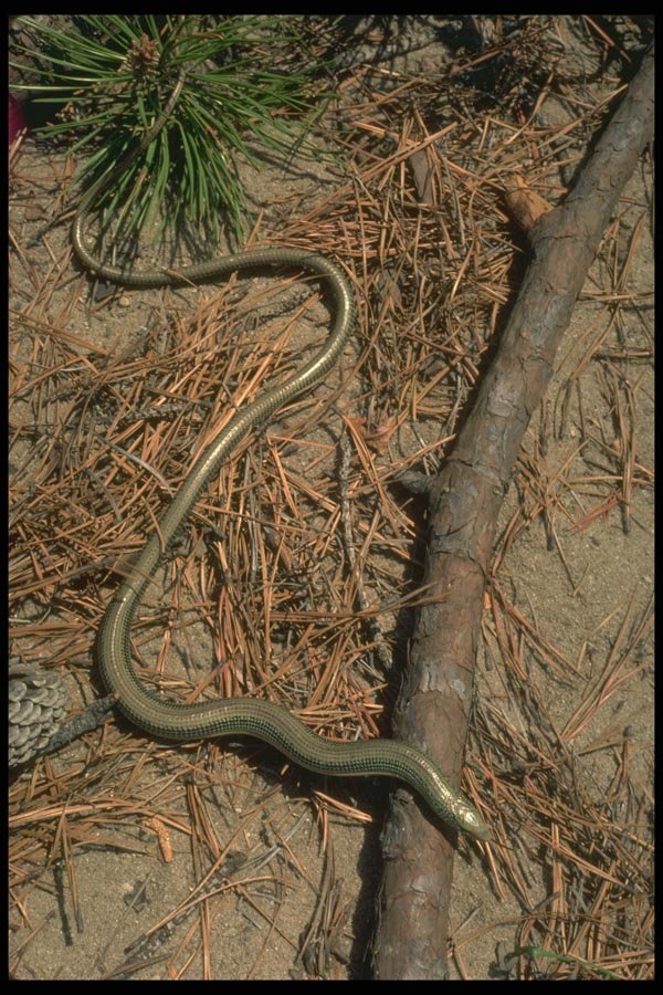 175032 Eastern Grass Lizard A4 Photo Print
