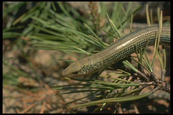 175033 Eastern Grass Lizard A4 Photo Print