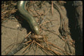 175034 Eastern Grass Lizard Eating Cricket A4 Photo Print