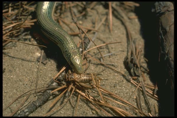 175034 Eastern Grass Lizard Eating Cricket A4 Photo Print