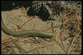 175035 Eastern Grass Lizard A4 Photo Print