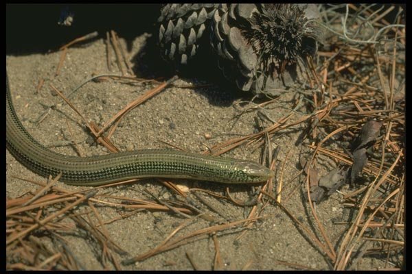 175035 Eastern Grass Lizard A4 Photo Print