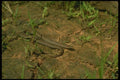175036 Red bellied Snake A4 Photo Print
