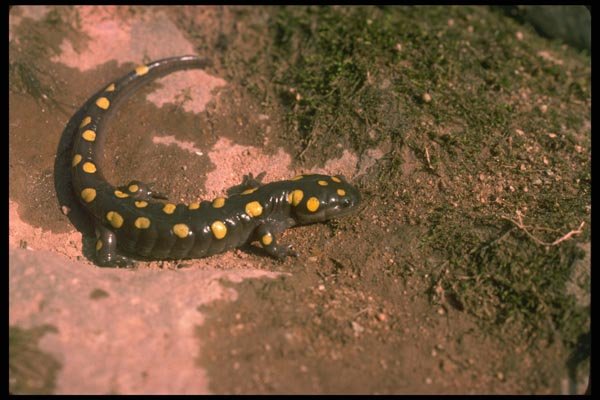 175037 Spotted Salamander A4 Photo Print