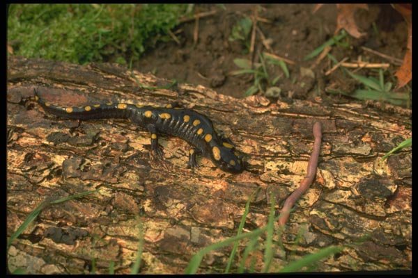 175038 Spotted Salamander Investigating Worm A4 Photo Print
