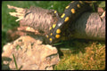 175039 Spotted Salamander A4 Photo Print