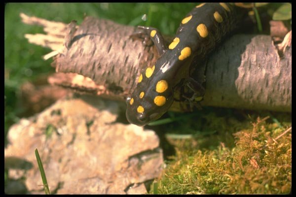 175039 Spotted Salamander A4 Photo Print
