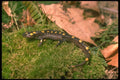 175040 Spotted Salamander A4 Photo Print