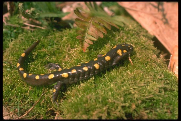 175041 Spotted Salamander A4 Photo Print