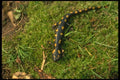 175042 Spotted Salamander A4 Photo Print