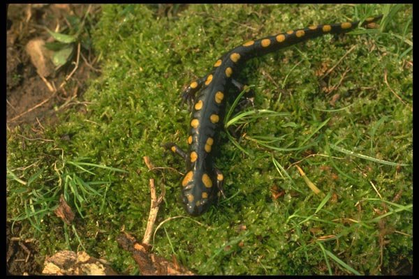 175042 Spotted Salamander A4 Photo Print