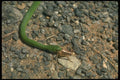 175043 Smooth Green Snake Eating Cricket A4 Photo Print