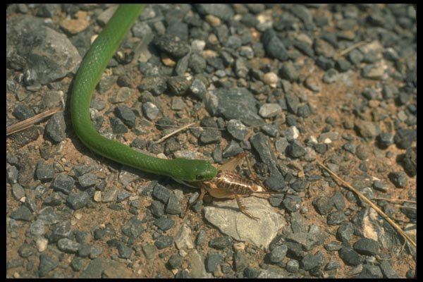 175043 Smooth Green Snake Eating Cricket A4 Photo Print