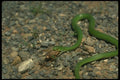 175044 Smooth Green Snake Eating Cricket A4 Photo Print
