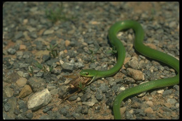 175044 Smooth Green Snake Eating Cricket A4 Photo Print