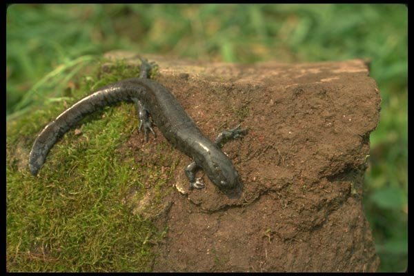 175045 Small mouthed Salamander A4 Photo Print