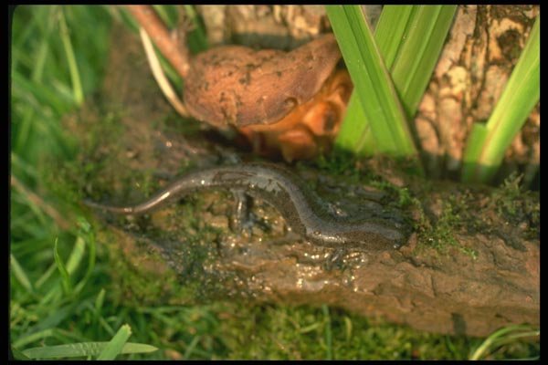 175046 Small mouthed Salamander A4 Photo Print