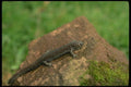 175047 Small mouthed Salamander A4 Photo Print