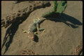 175048 Collared Lizard A4 Photo Print