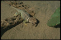 175049 Collared Lizard Eating Banded Gecko A4 Photo Print