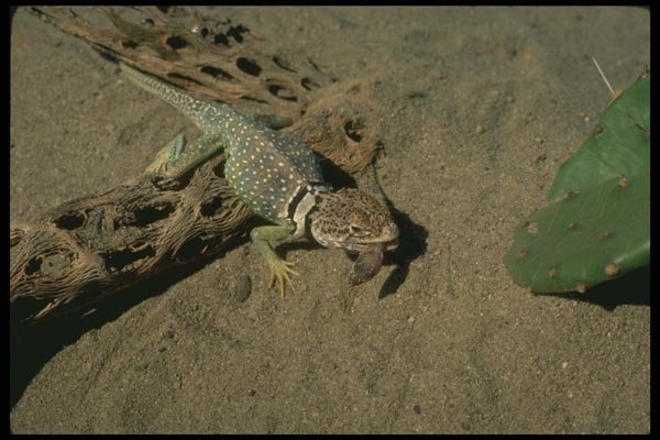 175049 Collared Lizard Eating Banded Gecko A4 Photo Print