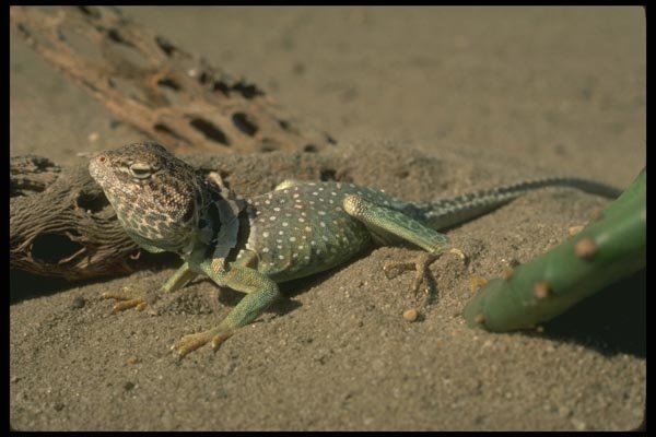 175050 Collared Lizard A4 Photo Print