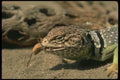 175051 Collared Lizard Catching Cricket A4 Photo Print