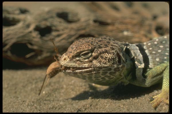 175051 Collared Lizard Catching Cricket A4 Photo Print