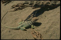 175052 Collared Lizard A4 Photo Print