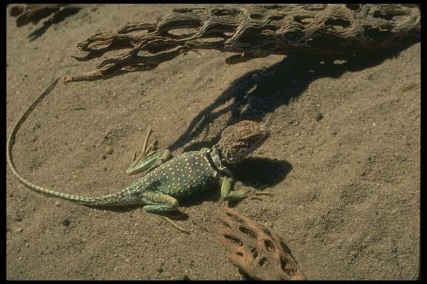 175052 Collared Lizard A4 Photo Print