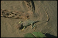 175053 Collared Lizard A4 Photo Print