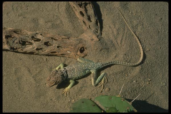 175053 Collared Lizard A4 Photo Print