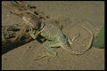 175054 Collared Lizard A4 Photo Print