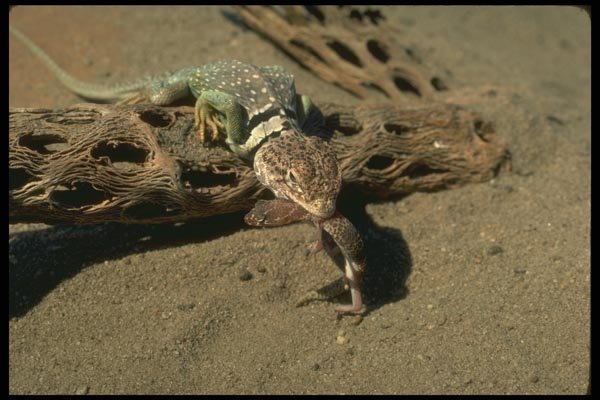 175055 Collared Lizard Eating Banded Gecko A4 Photo Print