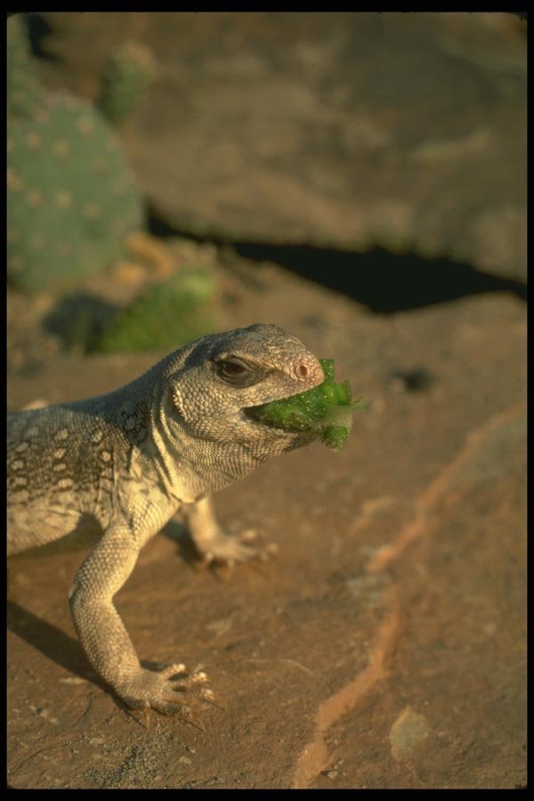 175056 Desert Iguana Lizard Eating Cactus A4 Photo Print