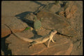 175057 Desert Iguana Lizard A4 Photo Print