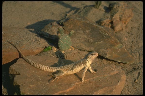 175057 Desert Iguana Lizard A4 Photo Print
