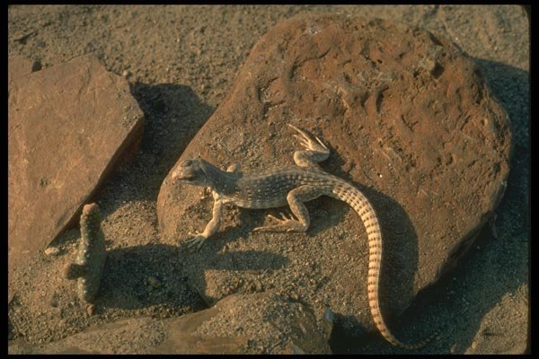 175058 Desert Iguana Lizard A4 Photo Print