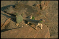 175059 Desert Iguana Lizard Eating Cactus A4 Photo Print