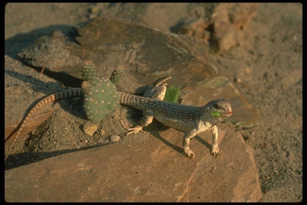 175059 Desert Iguana Lizard Eating Cactus A4 Photo Print