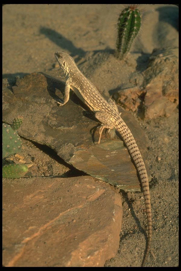175060 Desert Iguana Lizard A4 Photo Print