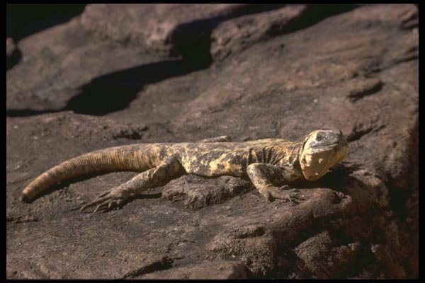 175061 San Esteban Island Chuckwalla Lizard A4 Photo Print