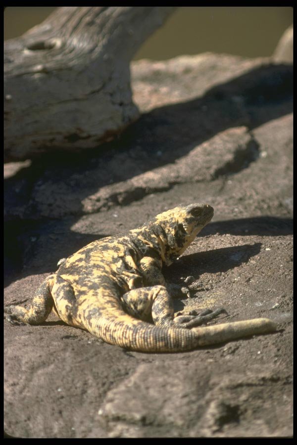 175062 San Esteban Island Chuckwalla Lizard A4 Photo Print