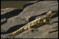175063 San Estaban Island Chuckwalla Lizard A4 Photo Print