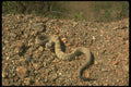 175064 Black tailed Rattlesnake A4 Photo Print