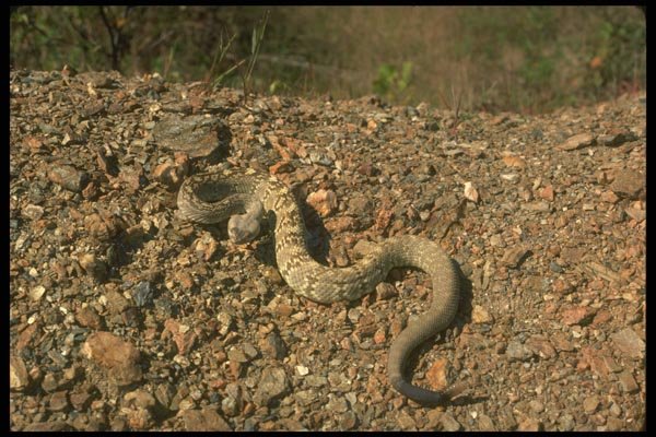 175064 Black tailed Rattlesnake A4 Photo Print