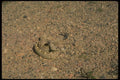 175065 Black tailed Rattlesnake A4 Photo Print