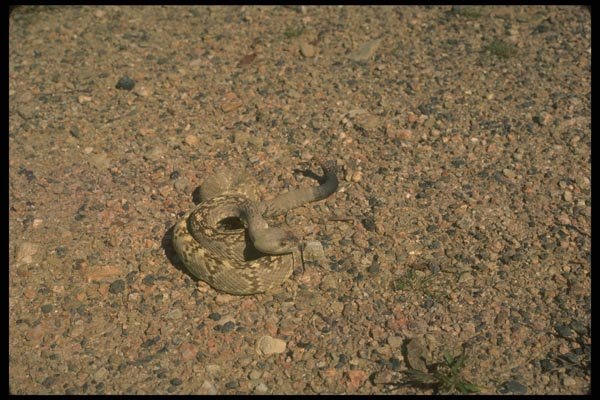 175065 Black tailed Rattlesnake A4 Photo Print