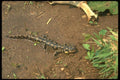 175066 Eastern Tiger Salamander A4 Photo Print